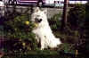 nodog.jpg (52379 bytes)
