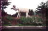 reindeer.jpg (35917 bytes)