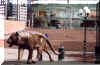 tigeroslo.jpg (49662 bytes)