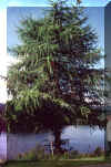 tree.jpg (103433 bytes)